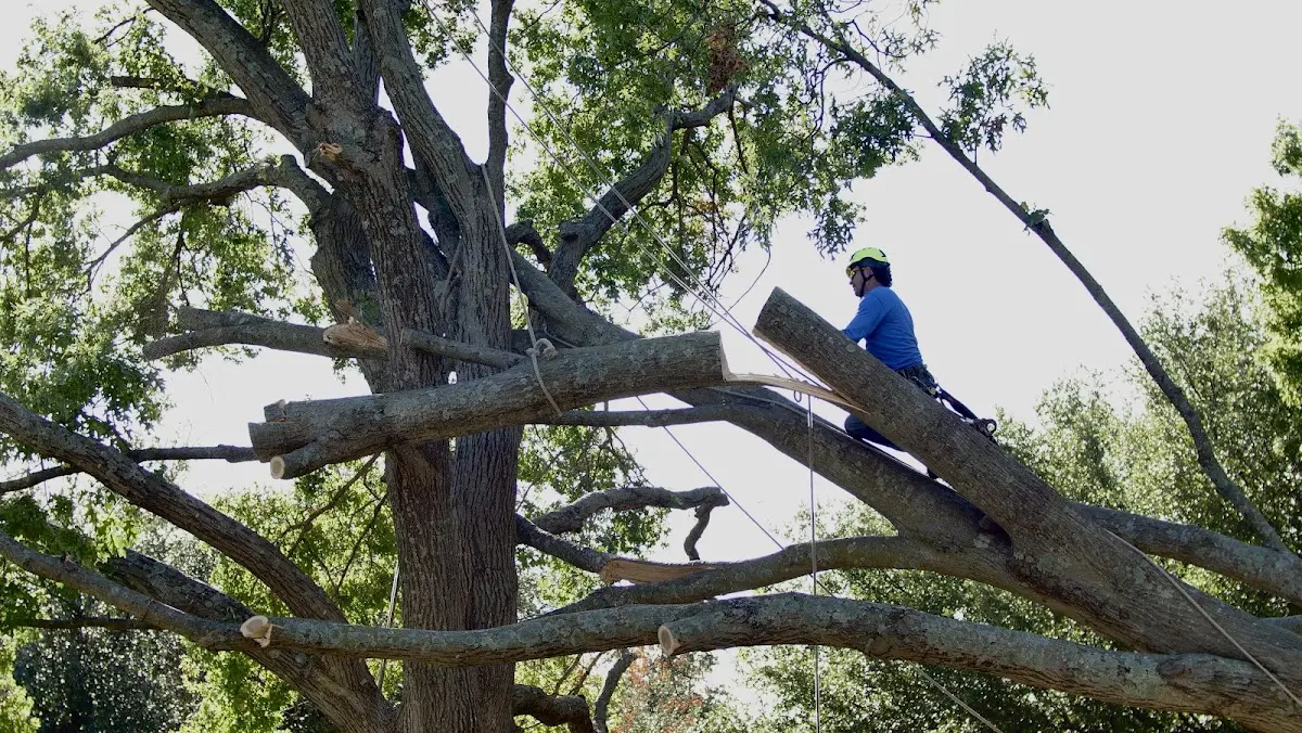 Professional Hazardous Tree Removal performed by certified arborists in New Rockford