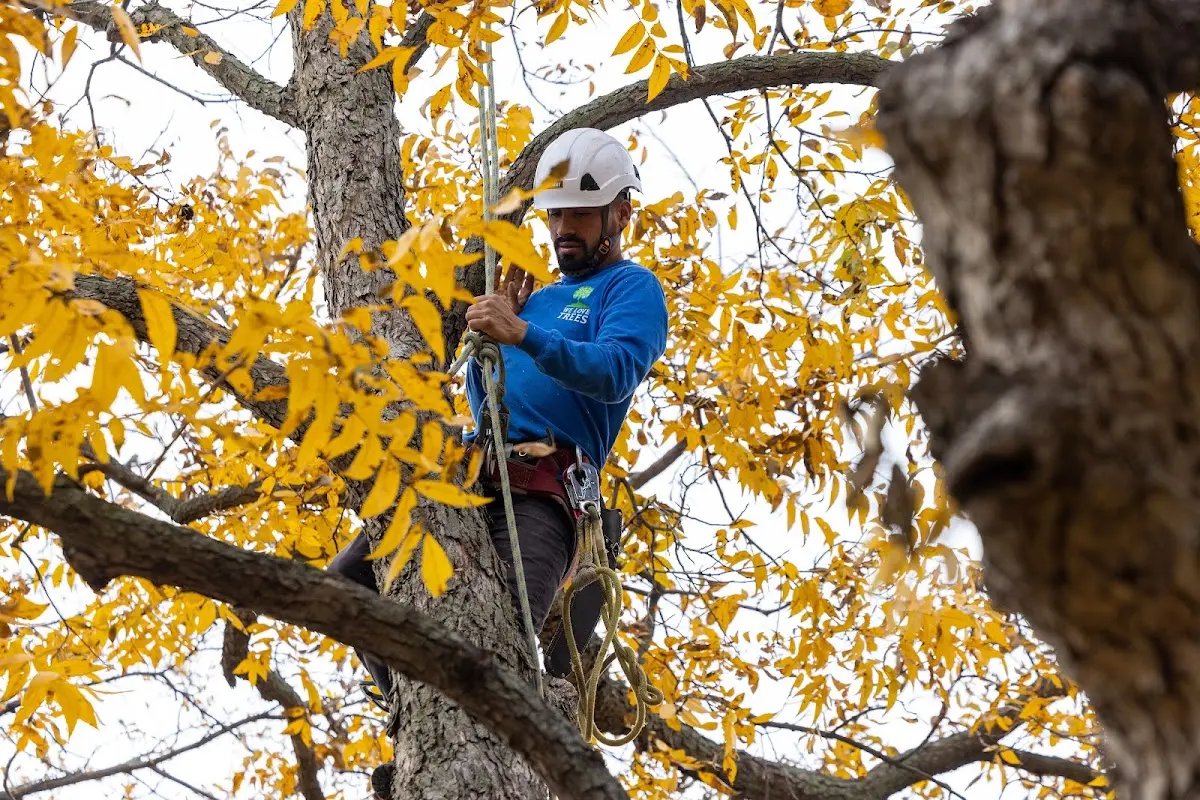 Skilled Tree Pruning crew working in New Rockford