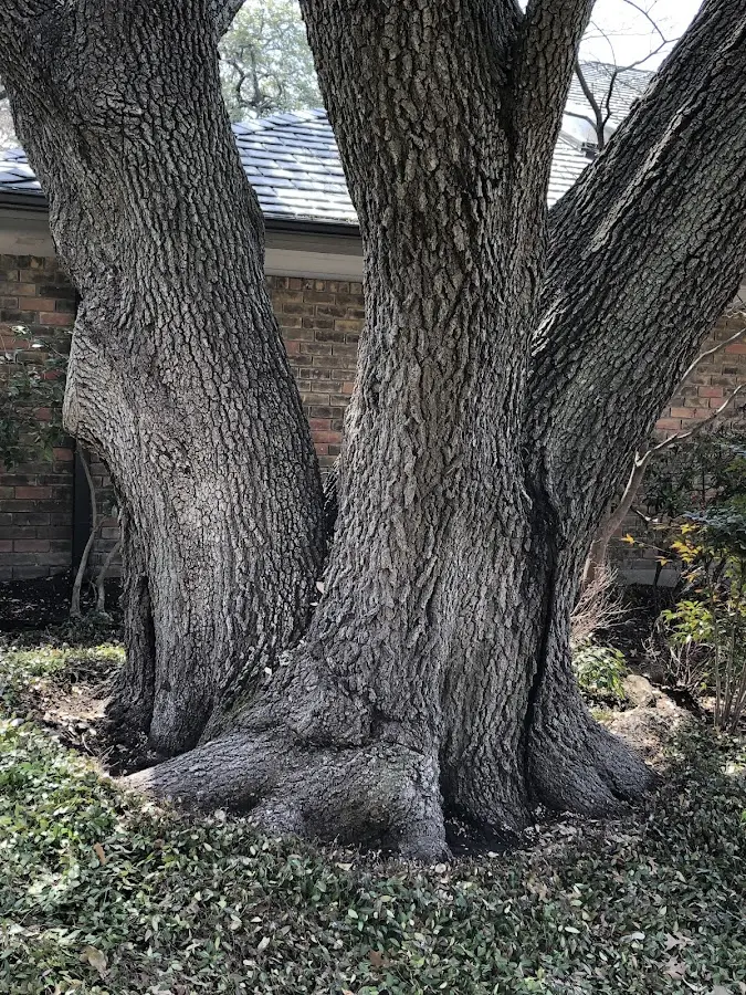 Mature heritage tree close to a New Rockford property cared for by certified arborists