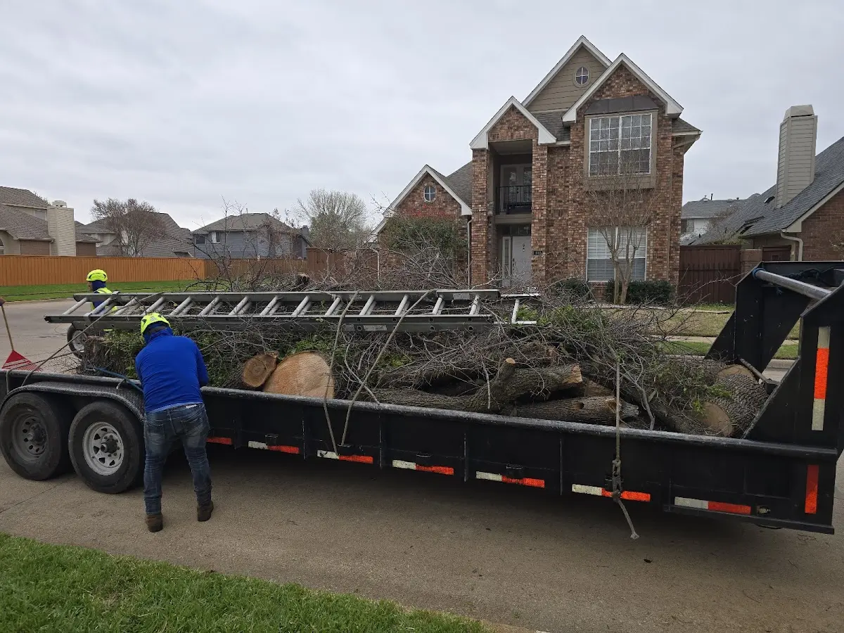 Expert Deadwooding with proper safety equipment in New Rockford